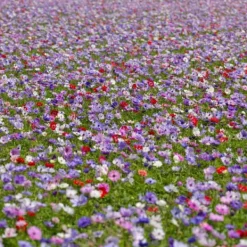 New Anemoneløg - Sæt med 30 - Anemoon de Caen - Blomsterløg - Flerfarvet Frø
