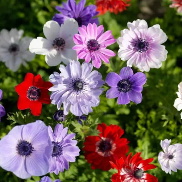 New Anemoneløg - Sæt med 30 - Anemoon de Caen - Blomsterløg - Flerfarvet Frø