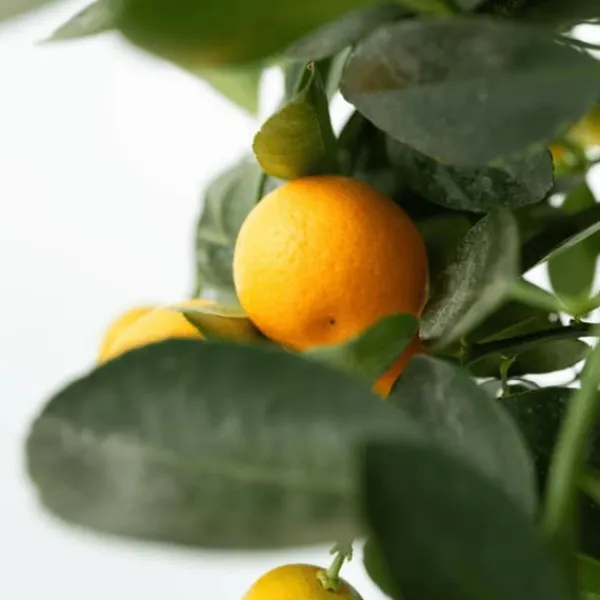 Træ^Appelsintræ - 3 stk - Citrus mitis Calamondin - Højde 25-40cm - ⌀9cm