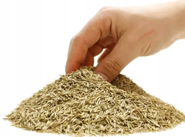 Online ARPON UNIVERSAL GRÆS PREMIUM 5KG Frø