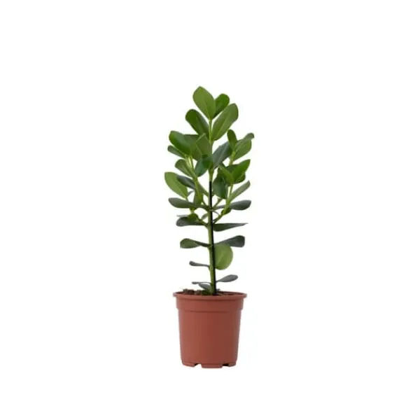 Outlet Autografplante - Clusia rosea 'Princess' - Højde 50-60cm - ⌀17cm Krukkeplanter Indendørs