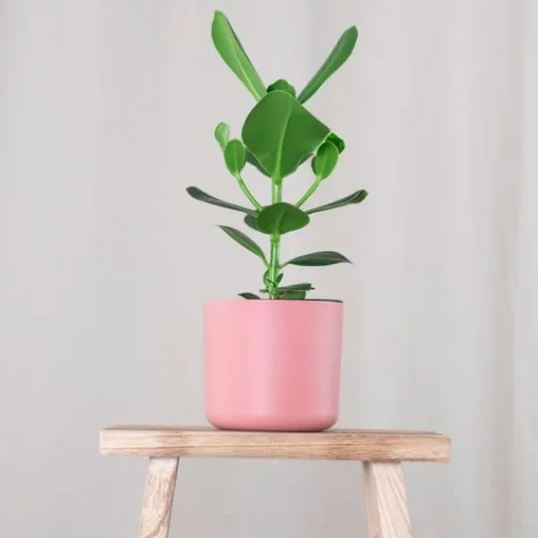 Outlet Autografplante - Clusia rosea 'Princess' - Højde 50-60cm - ⌀17cm Krukkeplanter Indendørs