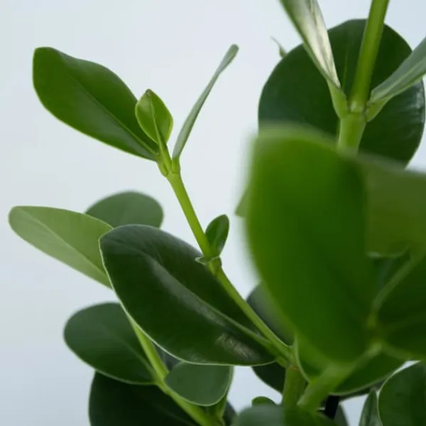 Outlet Autografplante - Clusia rosea 'Princess' - Højde 50-60cm - ⌀17cm Krukkeplanter Indendørs