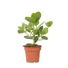 Krukkeplanter Indendørs^Autografplante - Clusia rosea 'Princess' - Højde 25-35cm - ⌀12cm