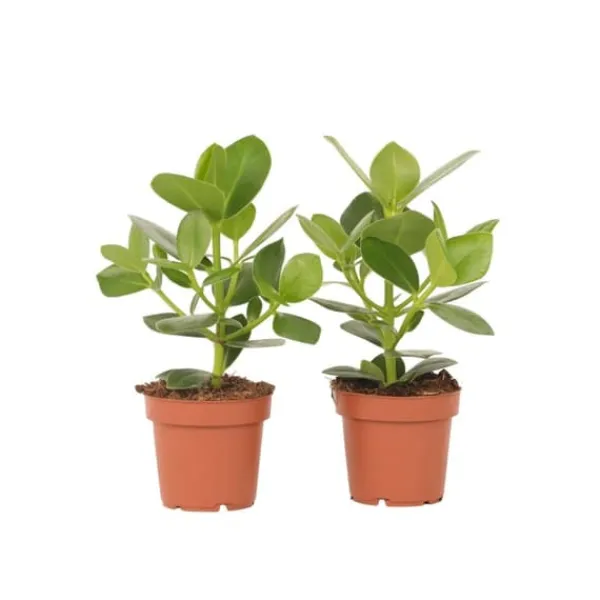 Krukkeplanter Indendørs^Autografplante - Sæt med 2 - Clusia rosea 'Princess' - Højde 25-35cm - ⌀12cm