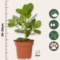 Krukkeplanter Indendørs^Autografplante - Sæt med 2 - Clusia rosea 'Princess' - Højde 25-35cm - ⌀12cm
