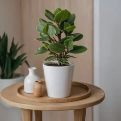 Krukkeplanter Indendørs^Autografplante - Sæt med 2 - Clusia rosea 'Princess' - Højde 25-35cm - ⌀12cm