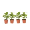 Krukkeplanter Indendørs^Autografplante - Sæt med 4 - Clusia rosea 'Princess' - Højde 25-35cm - ⌀12cm