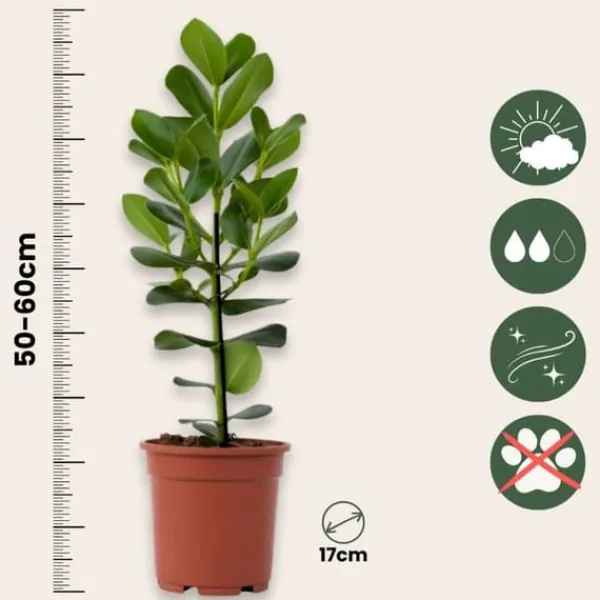 Krukkeplanter Indendørs^Autografplante - Sæt med 2 - Clusia rosea 'Princess' - Højde 50-60cm - ⌀17cm