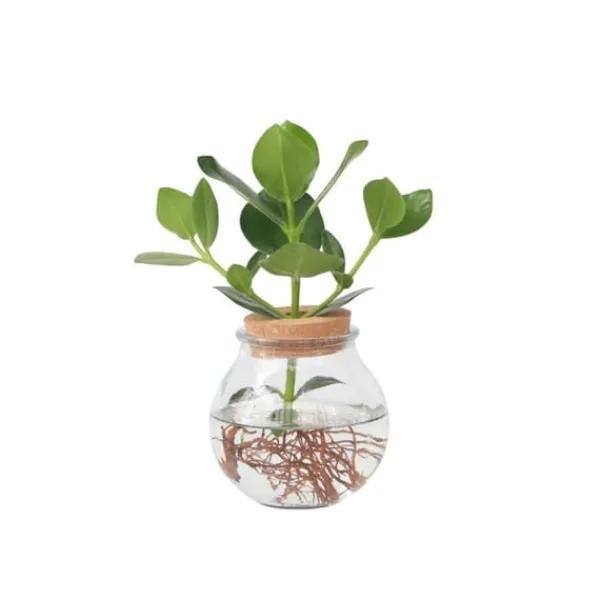 Hot Autografplante i glas - Clusia rosea 'Princess' - Højde 25-35cm - ⌀20cm Krukkeplanter Indendørs