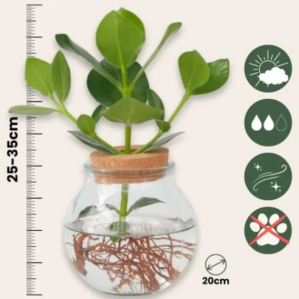 Hot Autografplante i glas - Clusia rosea 'Princess' - Højde 25-35cm - ⌀20cm Krukkeplanter Indendørs