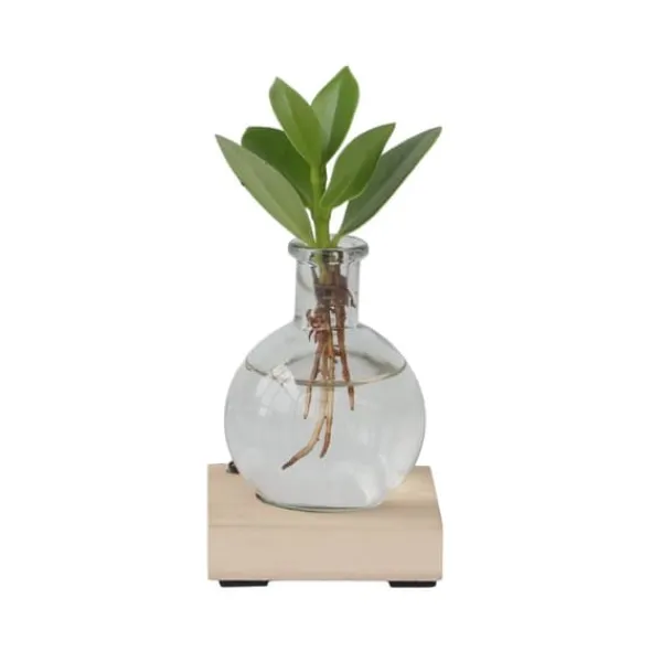 Krukkeplanter Indendørs^Autografplante i glas - Clusia rosea 'Princess' - Højde 15-20cm - ⌀8cm