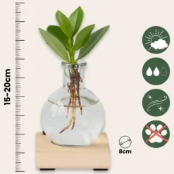 Krukkeplanter Indendørs^Autografplante i glas - Clusia rosea 'Princess' - Højde 15-20cm - ⌀8cm