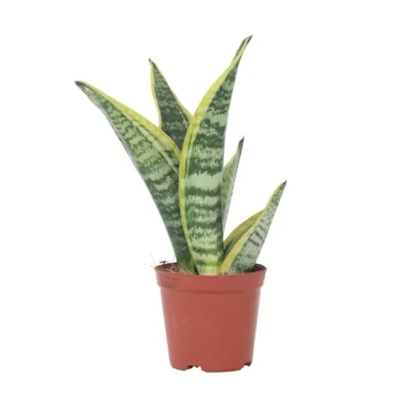 Best Bajonetplante - Sanseviera trifasciata 'Futura Superba' - Højde 35-40cm - ⌀12cm Krukkeplanter Indendørs