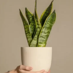 Best Bajonetplante - Sanseviera trifasciata 'Futura Superba' - Højde 35-40cm - ⌀12cm Krukkeplanter Indendørs
