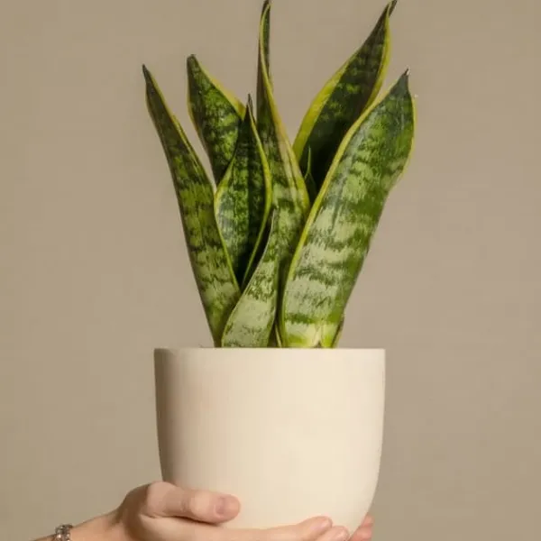Best Bajonetplante - Sanseviera trifasciata 'Futura Superba' - Højde 35-40cm - ⌀12cm Krukkeplanter Indendørs