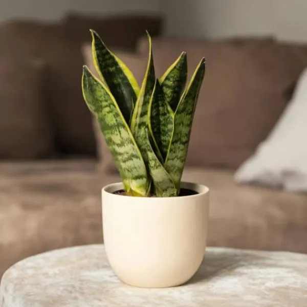 Best Bajonetplante - Sanseviera trifasciata 'Futura Superba' - Højde 35-40cm - ⌀12cm Krukkeplanter Indendørs