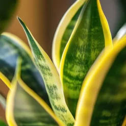 Best Bajonetplante - Sanseviera trifasciata 'Futura Superba' - Højde 35-40cm - ⌀12cm Krukkeplanter Indendørs