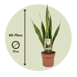 Outlet Bajonetplante - Sansevieria trifasciata Laurentii - Højde 60-70cm - ⌀17cm Krukkeplanter Indendørs