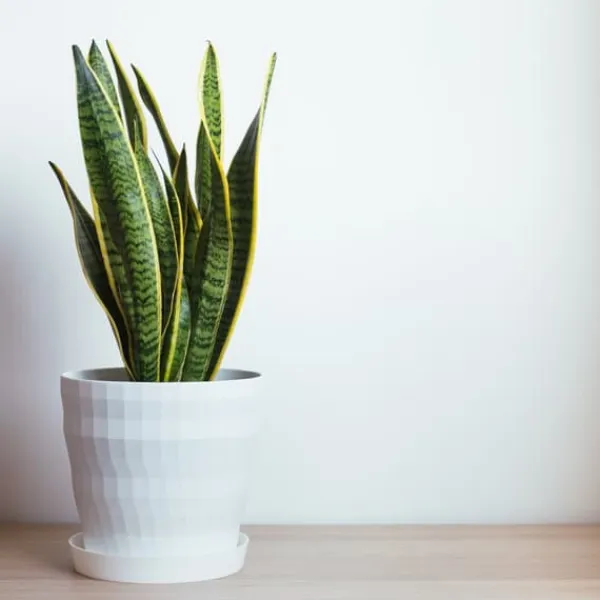 Outlet Bajonetplante - Sansevieria trifasciata Laurentii - Højde 60-70cm - ⌀17cm Krukkeplanter Indendørs