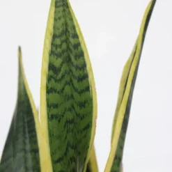 Outlet Bajonetplante - Sansevieria trifasciata Laurentii - Højde 60-70cm - ⌀17cm Krukkeplanter Indendørs