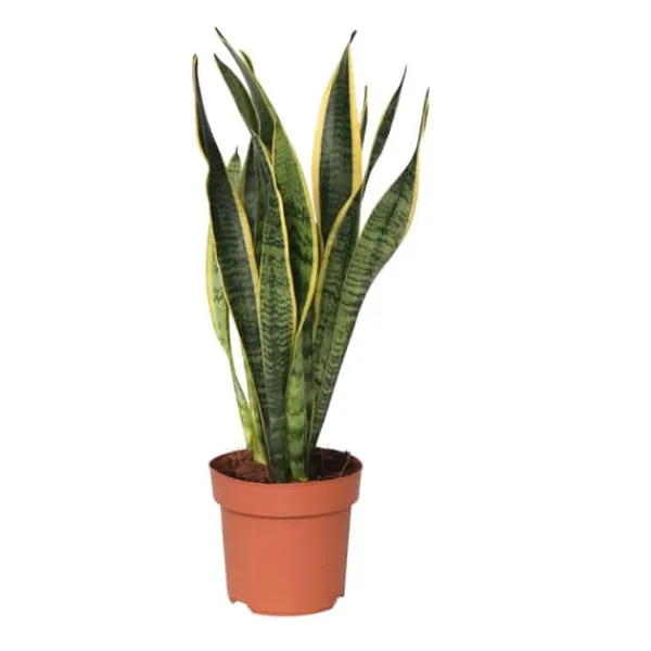 Best Bajonetplante - Sansevieria trifasciata Laurentii - Højde 40-50cm - ⌀14cm Krukkeplanter Indendørs