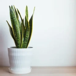 Best Bajonetplante - Sansevieria trifasciata Laurentii - Højde 40-50cm - ⌀14cm Krukkeplanter Indendørs
