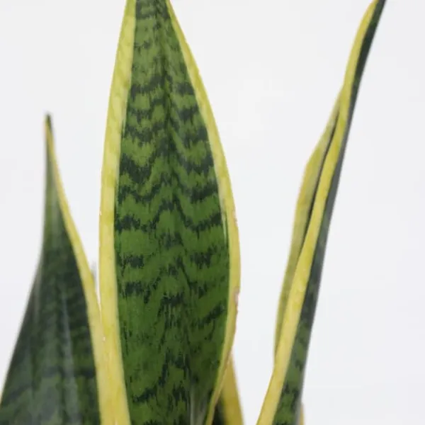Best Bajonetplante - Sansevieria trifasciata Laurentii - Højde 40-50cm - ⌀14cm Krukkeplanter Indendørs