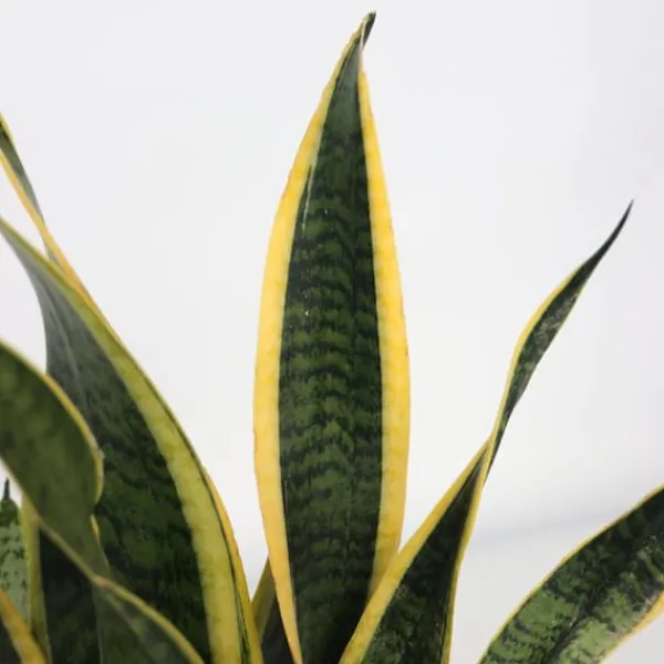 Best Bajonetplante - Sansevieria trifasciata Laurentii - Højde 40-50cm - ⌀14cm Krukkeplanter Indendørs