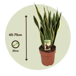 Krukkeplanter Indendørs^Bajonetplante - Sansevieria trifasciata Laurentii - Højde 65-75cm - ⌀21cm