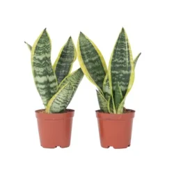 Krukkeplanter Indendørs^Bajonetplante - Sæt med 2 - Sansevieria 'Futura Superba' - Højde 35-40cm - ⌀12cm