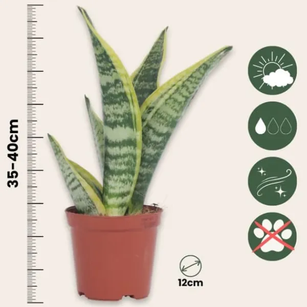 Clearance Bajonetplante - Sæt med 4 - Sansevieria 'Futura Superba' - Højde 35-40cm - ⌀12cm Krukkeplanter Indendørs