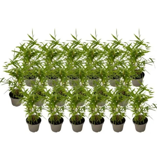 Clearance Bambus - 18 stk - Fargesia nitida 'Black Dragon' - Højde 25-40cm - ⌀14cm Buskads