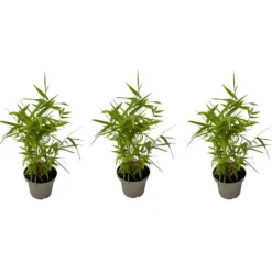 Clearance Bambus - 3 stk - Fargesia nitida 'Black Dragon' - Højde 25-40cm - ⌀14cm Krukkeplanter Indendørs