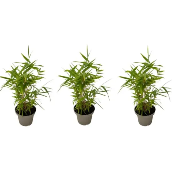 Clearance Bambus - 3 stk - Fargesia nitida 'Black Dragon' - Højde 25-40cm - ⌀14cm Krukkeplanter Indendørs
