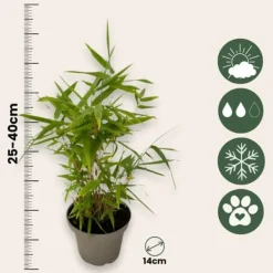 Clearance Bambus - 3 stk - Fargesia nitida 'Black Dragon' - Højde 25-40cm - ⌀14cm Krukkeplanter Indendørs
