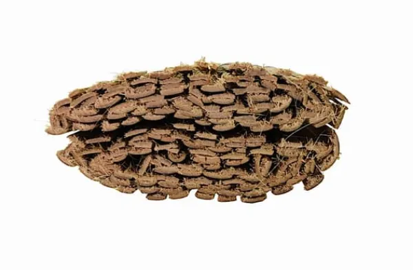 Clearance Bambusmåtte 1 × 5 m – afskærmning til altan, terrasse og have Buer, Spalier, Lysthuse Uden Tag