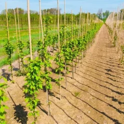 Outlet Bambusstænger 60 cm 8/10 mm /25 stk/ Krukker & Plantebeholdere