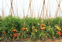 Discount Bambusstænger 180 cm 20/22 mm 50 stk/ Krukker & Plantebeholdere