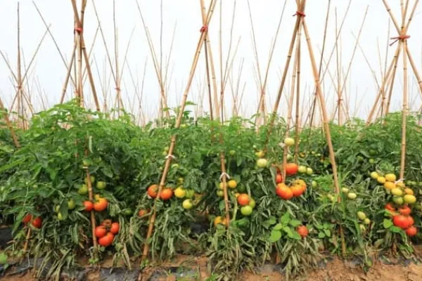 Discount Bambusstænger 180 cm 20/22 mm 50 stk/ Krukker & Plantebeholdere