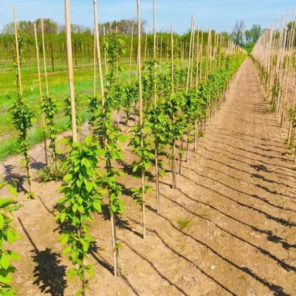 Outlet Bambusstænger 180 cm 16/18 mm 50 stk/ Krukker & Plantebeholdere
