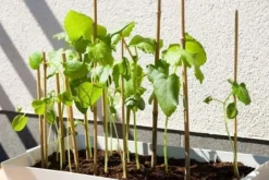 Discount Bambusstænger 194 cm 16/18 mm 100 stk/ Krukker & Plantebeholdere
