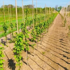 Online Bambusstænger 194 cm 18/20 mm 10 stk/ Krukker & Plantebeholdere