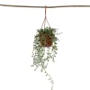 Discount Bananer på snor - Senecio radicans - Højde 10-20cm - ⌀12cm Krukkeplanter Indendørs