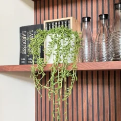 Discount Bananer på snor - Senecio radicans - Højde 10-20cm - ⌀12cm Krukkeplanter Indendørs