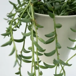 Discount Bananer på snor - Senecio radicans - Højde 10-20cm - ⌀12cm Krukkeplanter Indendørs