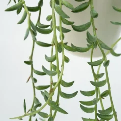 Discount Bananer på snor - Senecio radicans - Højde 10-20cm - ⌀12cm Krukkeplanter Indendørs