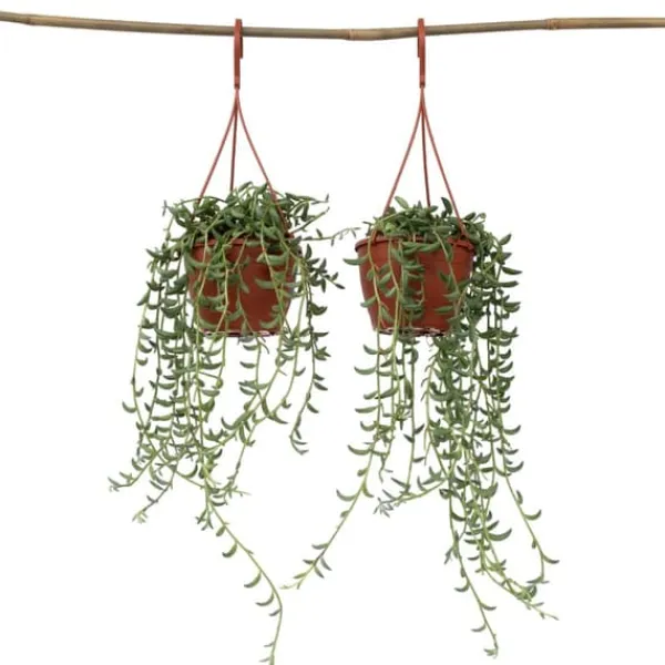 Bananer på snor - Sæt med 2 - Senecio radicans - Højde 10-20cm - ⌀12cm Krukkeplanter Indendørs