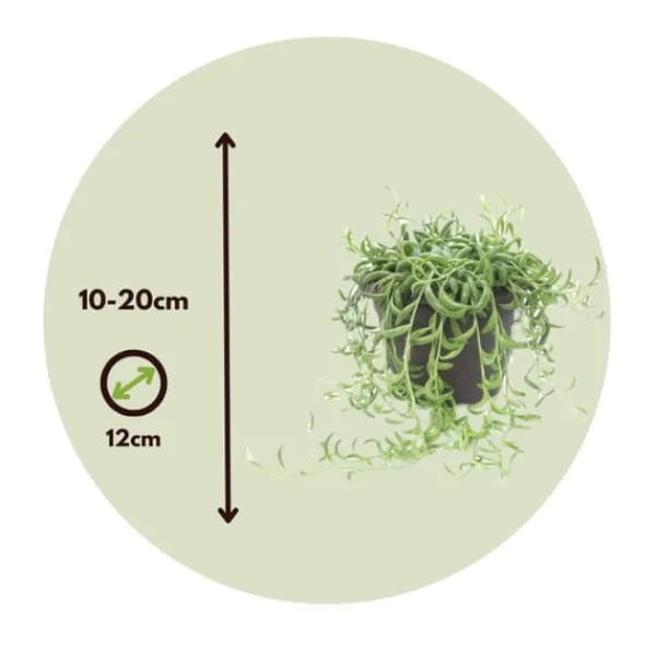 Bananer på snor - Sæt med 2 - Senecio radicans - Højde 10-20cm - ⌀12cm Krukkeplanter Indendørs