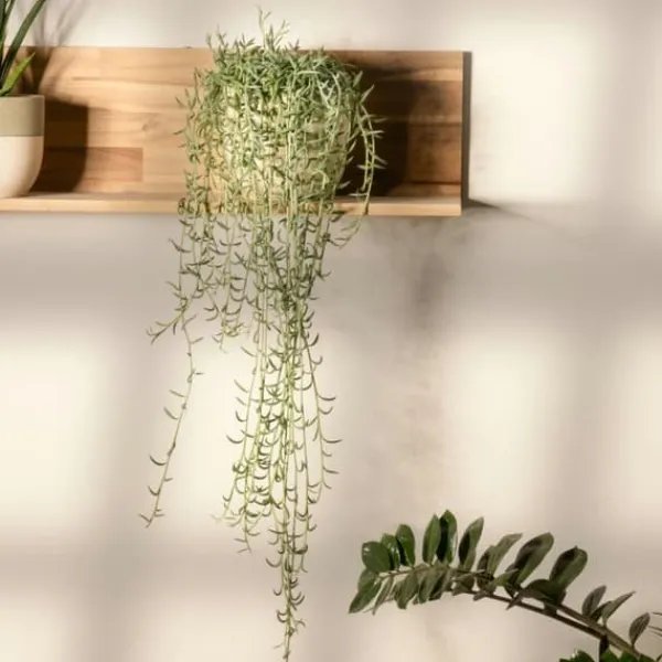 Bananer på snor - Sæt med 2 - Senecio radicans - Højde 10-20cm - ⌀12cm Krukkeplanter Indendørs